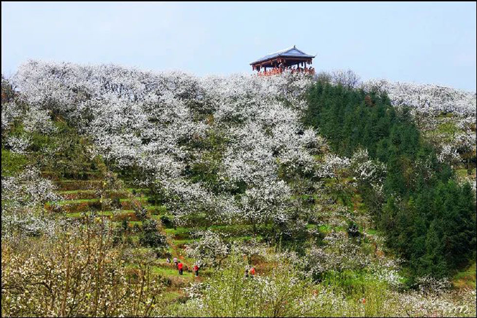 【春天，广西桂林灌阳县向您发出邀请！】我们在灌阳看梨花 - 游山玩水 - 淮南生活社区 - 淮南28生活网 hn.28life.net
