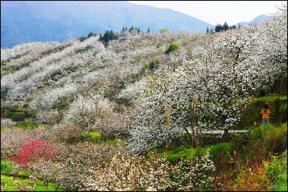 【春天，广西桂林灌阳县向您发出邀请！】我们在灌阳看梨花 - 游山玩水 - 淮南生活社区 - 淮南28生活网 hn.28life.net