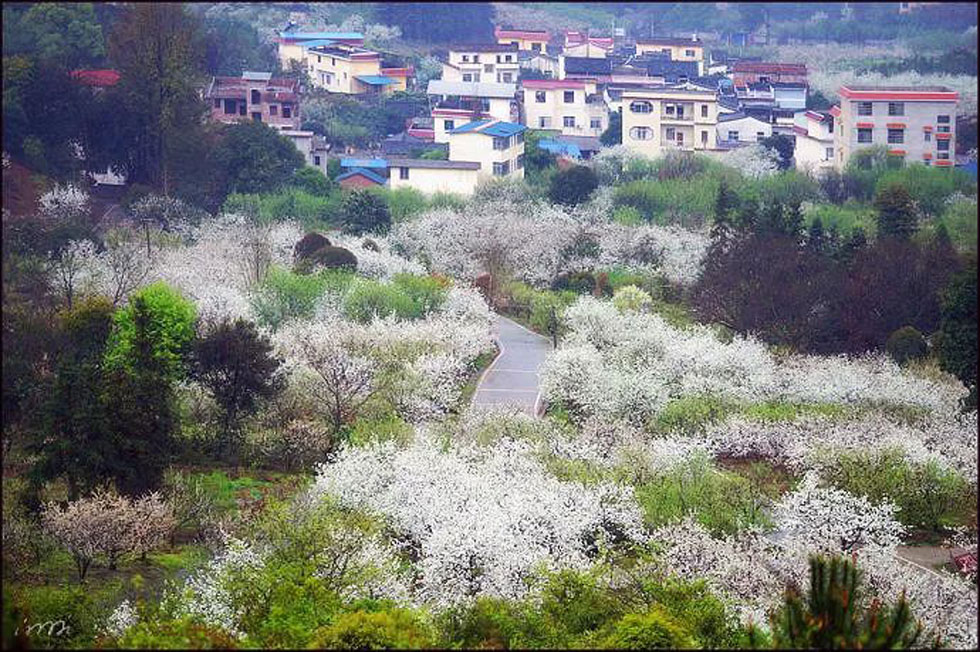 【春天，广西桂林灌阳县向您发出邀请！】我们在灌阳看梨花 - 游山玩水 - 淮南生活社区 - 淮南28生活网 hn.28life.net