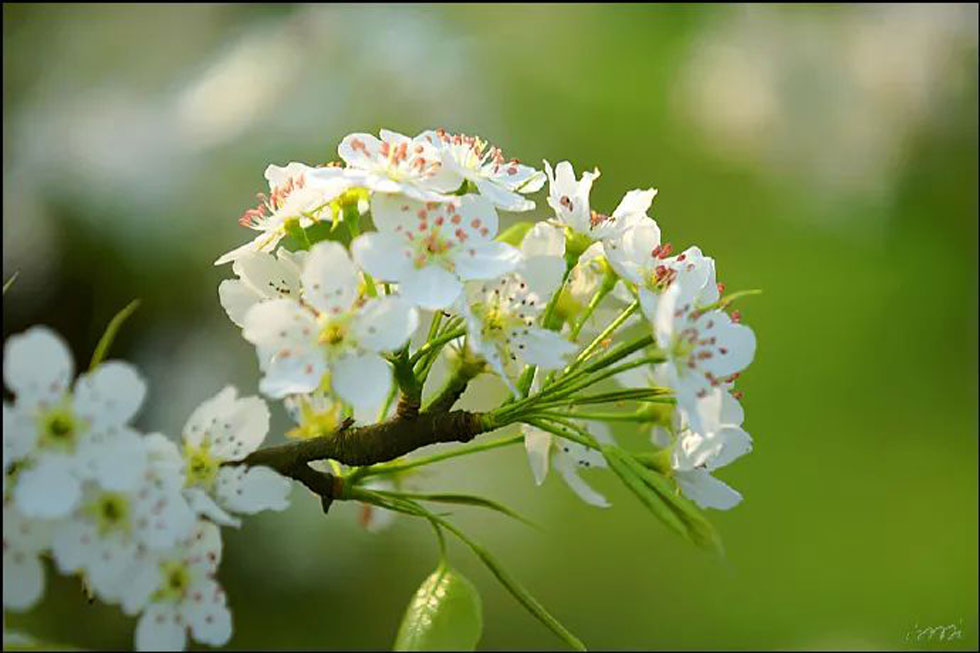 【春天，广西桂林灌阳县向您发出邀请！】我们在灌阳看梨花 - 游山玩水 - 淮南生活社区 - 淮南28生活网 hn.28life.net