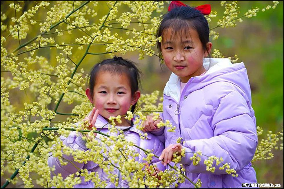 【春天，广西桂林灌阳县向您发出邀请！】米珠山前有片山苍子花在飘香 - 游山玩水 - 淮南生活社区 - 淮南28生活网 hn.28life.net