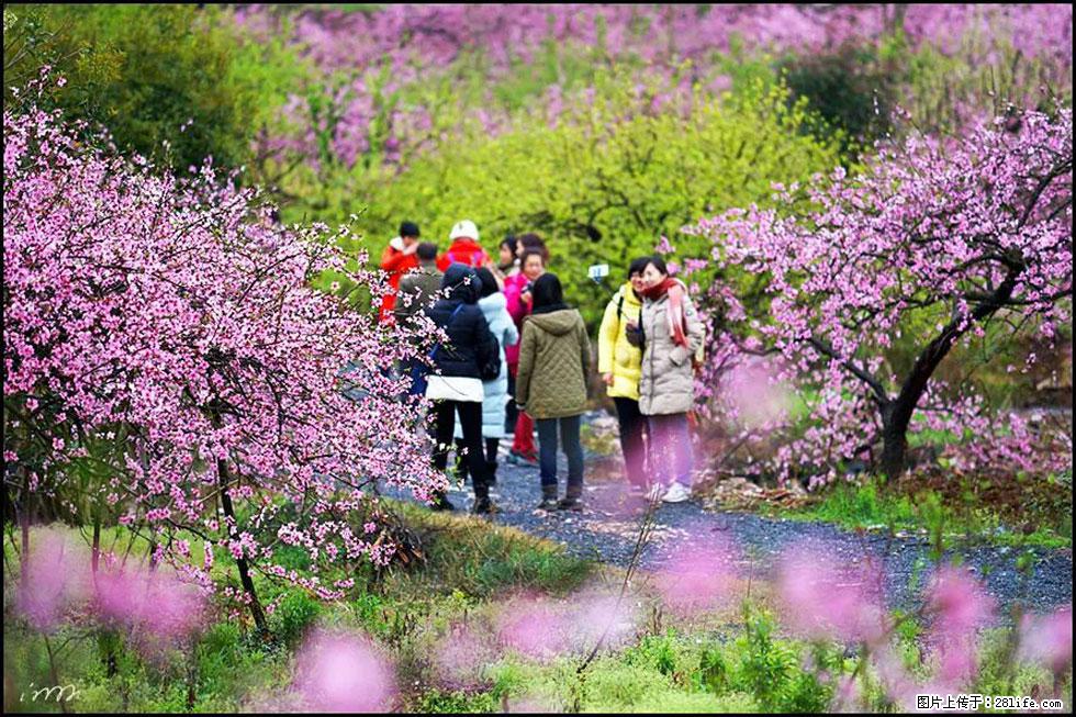 【春天，广西桂林灌阳县向您发出邀请！】官庄村有个醉美的桃花园 - 游山玩水 - 淮南生活社区 - 淮南28生活网 hn.28life.net