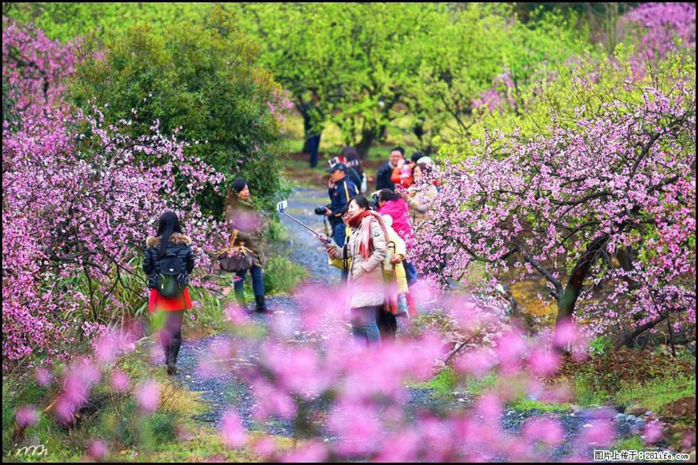 【春天，广西桂林灌阳县向您发出邀请！】官庄村有个醉美的桃花园 - 游山玩水 - 淮南生活社区 - 淮南28生活网 hn.28life.net