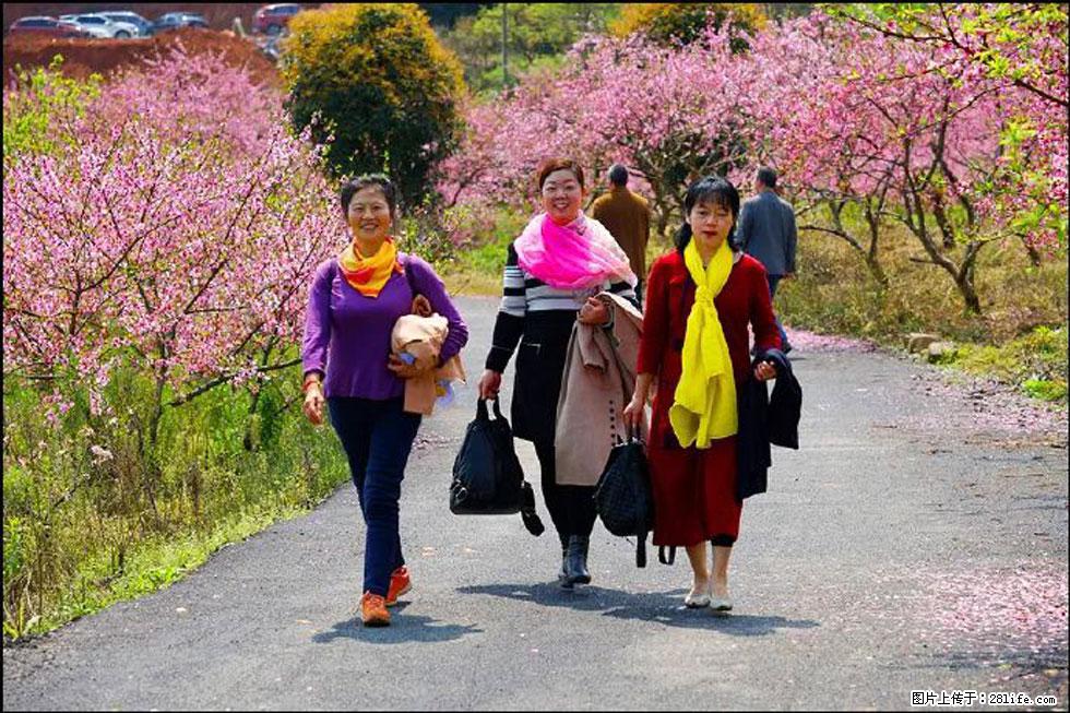 【春天，广西桂林灌阳县向您发出邀请！】官庄村有个醉美的桃花园 - 游山玩水 - 淮南生活社区 - 淮南28生活网 hn.28life.net