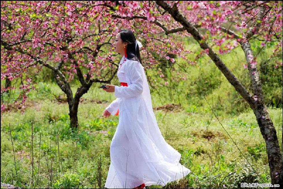 【春天，广西桂林灌阳县向您发出邀请！】官庄村有个醉美的桃花园 - 游山玩水 - 淮南生活社区 - 淮南28生活网 hn.28life.net