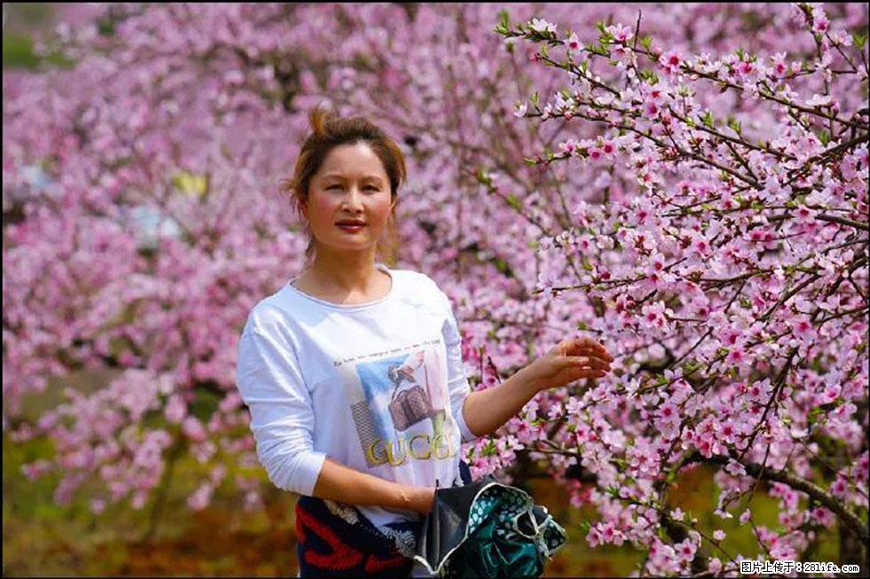 【春天，广西桂林灌阳县向您发出邀请！】官庄村有个醉美的桃花园 - 游山玩水 - 淮南生活社区 - 淮南28生活网 hn.28life.net
