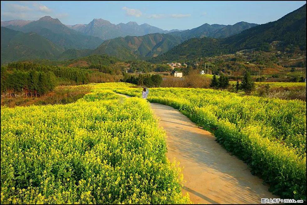 【春天，广西桂林灌阳县向您发出邀请！】长坪村油菜盛情花开 - 游山玩水 - 淮南生活社区 - 淮南28生活网 hn.28life.net