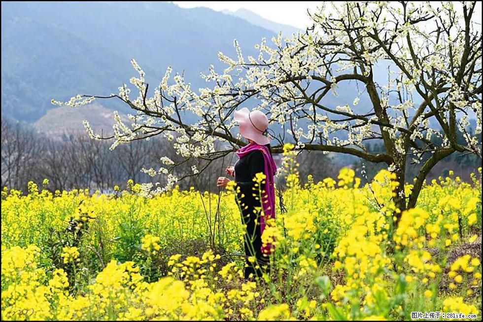 【春天，广西桂林灌阳县向您发出邀请！】长坪村油菜盛情花开 - 游山玩水 - 淮南生活社区 - 淮南28生活网 hn.28life.net