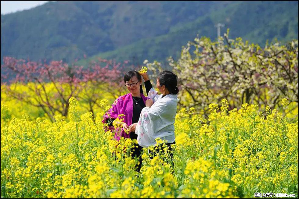 【春天，广西桂林灌阳县向您发出邀请！】长坪村油菜盛情花开 - 游山玩水 - 淮南生活社区 - 淮南28生活网 hn.28life.net