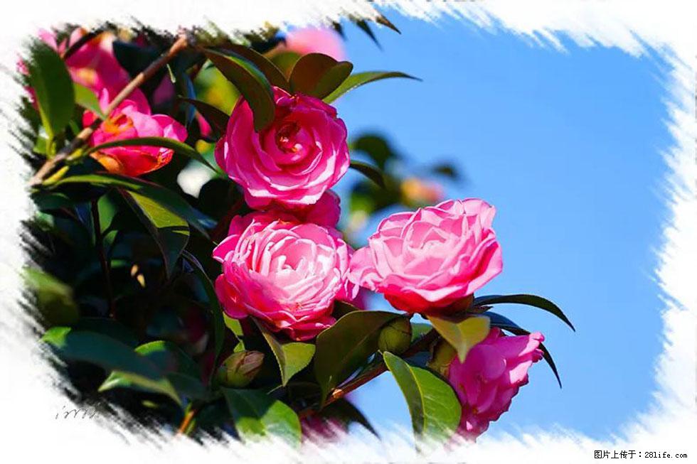 【春天，广西桂林灌阳县向您发出邀请！】杨柳井茶花惹人爱 - 游山玩水 - 淮南生活社区 - 淮南28生活网 hn.28life.net
