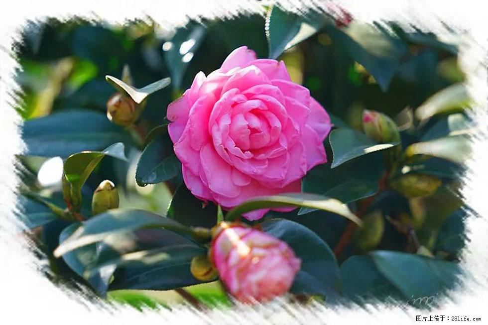 【春天，广西桂林灌阳县向您发出邀请！】杨柳井茶花惹人爱 - 游山玩水 - 淮南生活社区 - 淮南28生活网 hn.28life.net