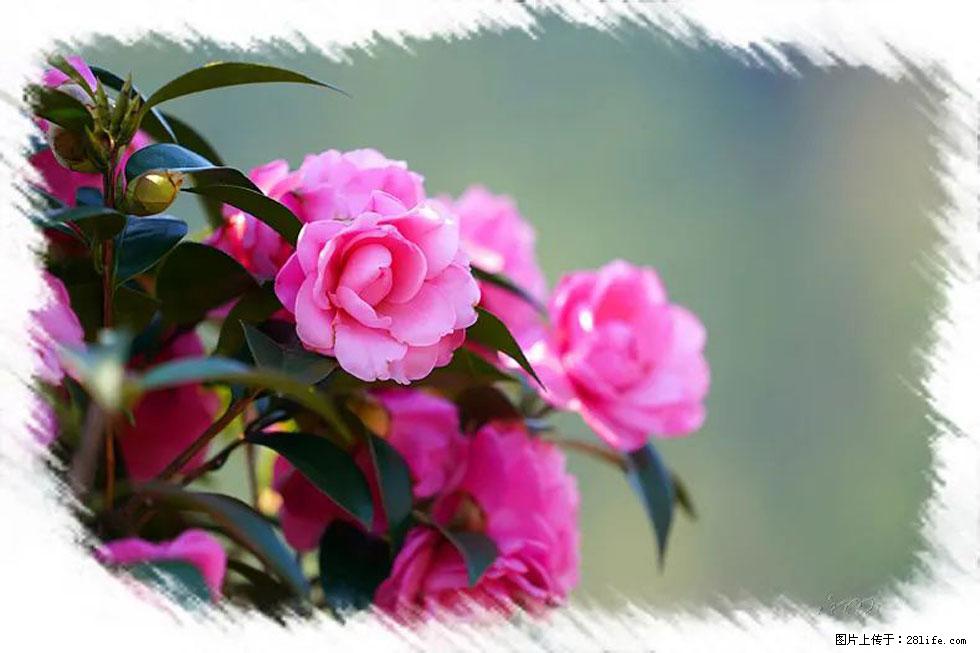 【春天，广西桂林灌阳县向您发出邀请！】杨柳井茶花惹人爱 - 游山玩水 - 淮南生活社区 - 淮南28生活网 hn.28life.net