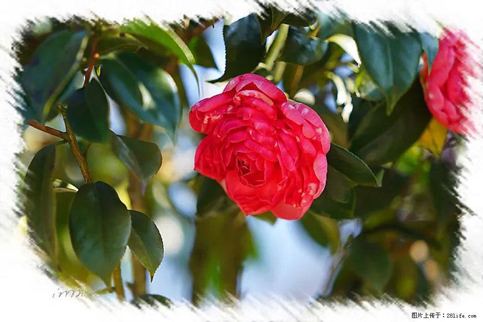 【春天，广西桂林灌阳县向您发出邀请！】杨柳井茶花惹人爱 - 游山玩水 - 淮南生活社区 - 淮南28生活网 hn.28life.net