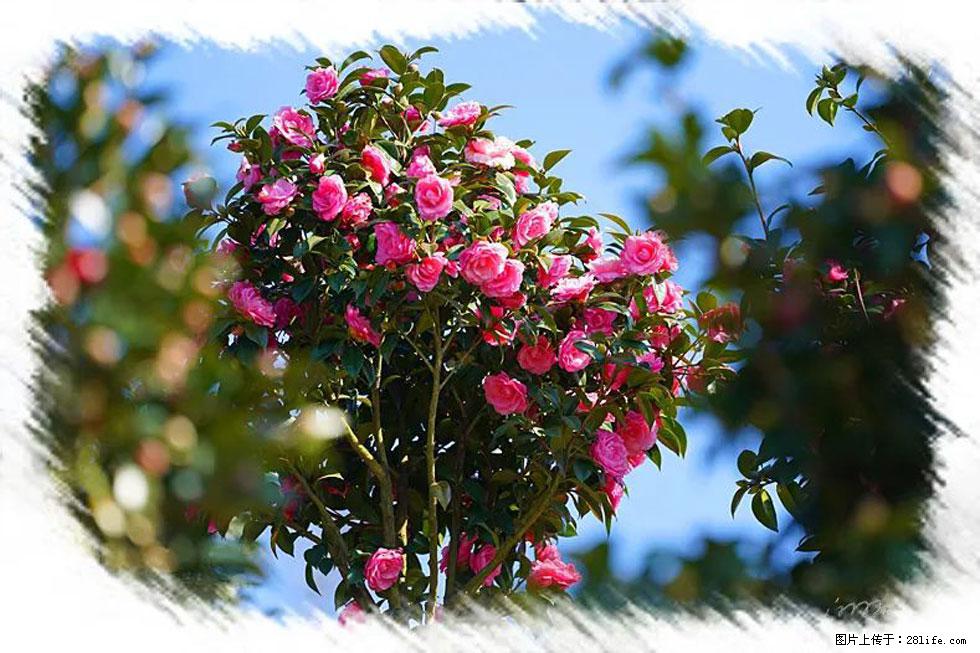 【春天，广西桂林灌阳县向您发出邀请！】杨柳井茶花惹人爱 - 游山玩水 - 淮南生活社区 - 淮南28生活网 hn.28life.net
