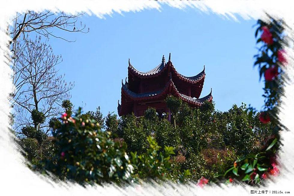 【春天，广西桂林灌阳县向您发出邀请！】杨柳井茶花惹人爱 - 游山玩水 - 淮南生活社区 - 淮南28生活网 hn.28life.net
