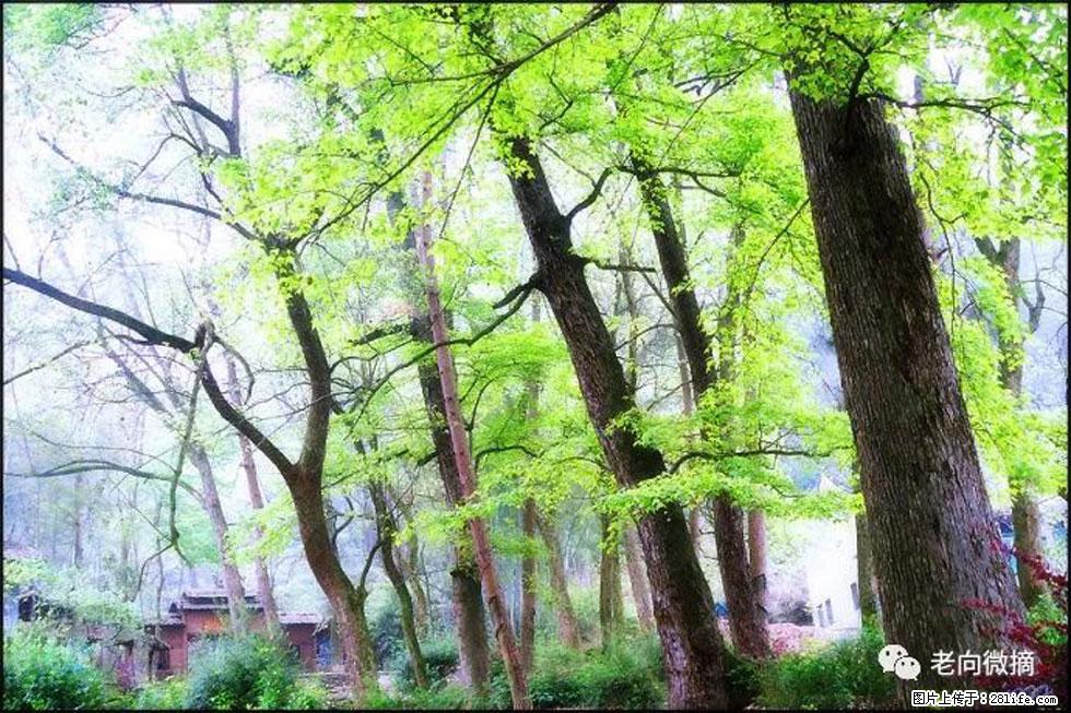 【春天，广西桂林灌阳县向您发出邀请！】在小龙村与春天约会 - 游山玩水 - 淮南生活社区 - 淮南28生活网 hn.28life.net