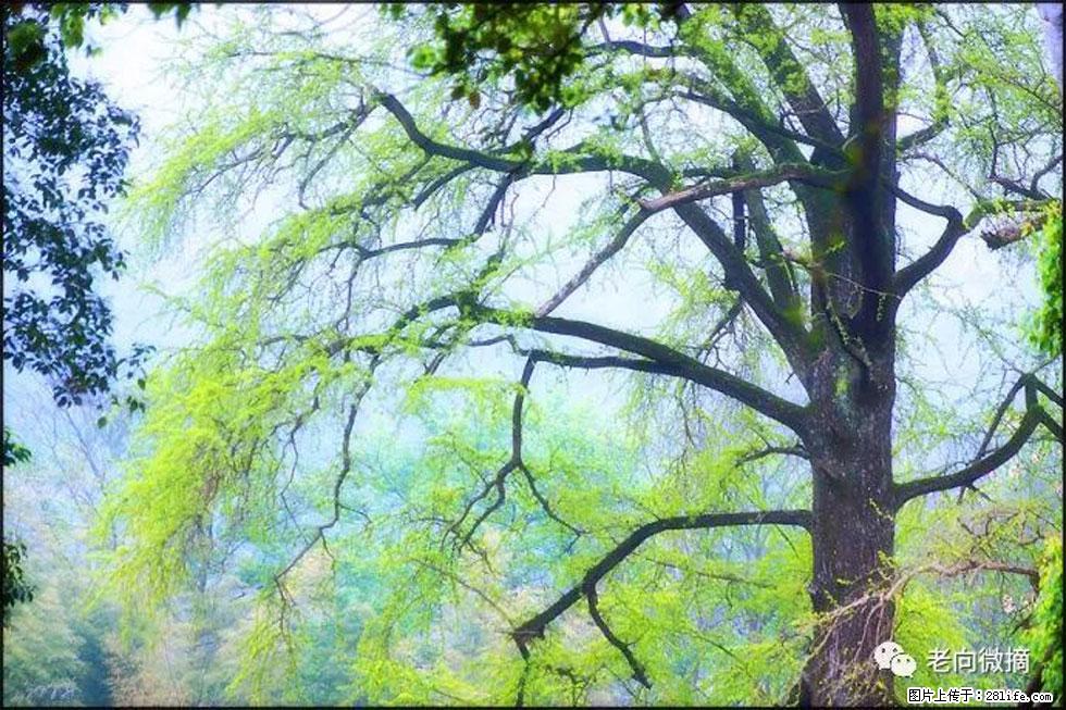 【春天，广西桂林灌阳县向您发出邀请！】在小龙村与春天约会 - 游山玩水 - 淮南生活社区 - 淮南28生活网 hn.28life.net