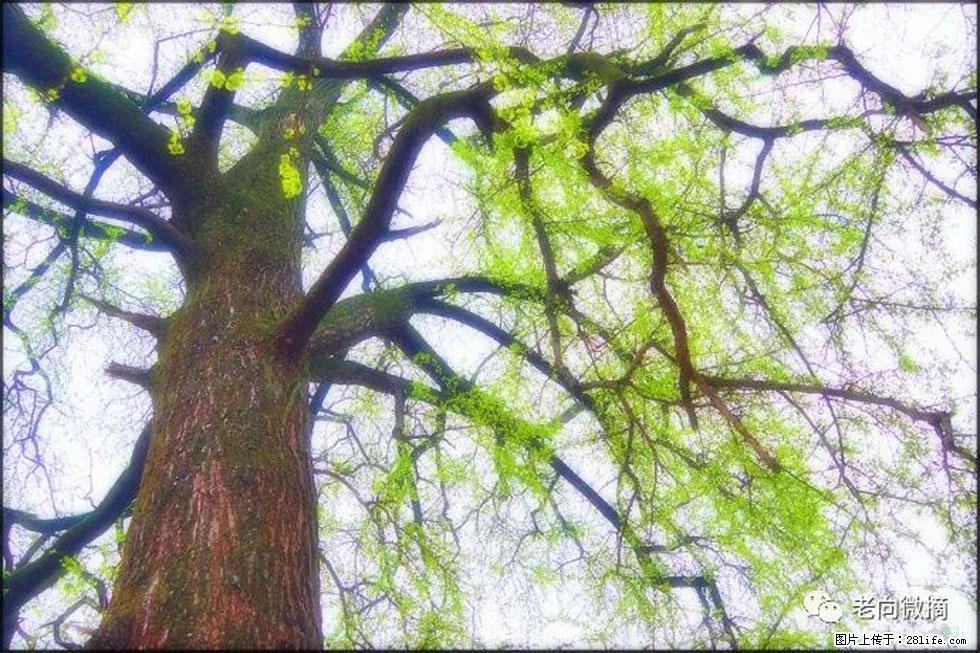 【春天，广西桂林灌阳县向您发出邀请！】在小龙村与春天约会 - 游山玩水 - 淮南生活社区 - 淮南28生活网 hn.28life.net