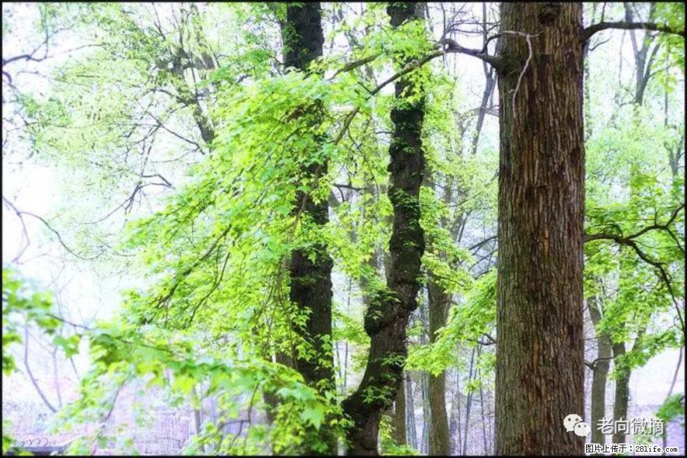 【春天，广西桂林灌阳县向您发出邀请！】在小龙村与春天约会 - 游山玩水 - 淮南生活社区 - 淮南28生活网 hn.28life.net