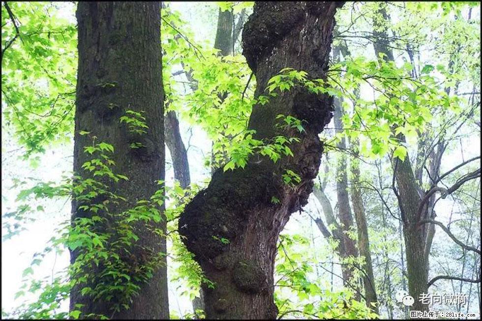 【春天，广西桂林灌阳县向您发出邀请！】在小龙村与春天约会 - 游山玩水 - 淮南生活社区 - 淮南28生活网 hn.28life.net