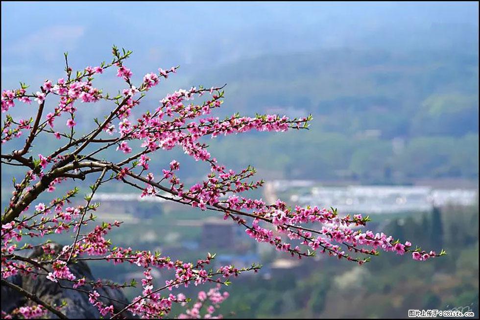 【春天，广西桂林灌阳县向您发出邀请！】望月岭上桃花开 - 游山玩水 - 淮南生活社区 - 淮南28生活网 hn.28life.net