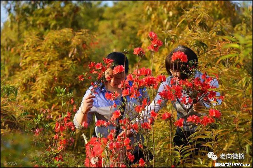 【春天，广西桂林灌阳县向您发出邀请！】登麒麟山，相约映山红 - 游山玩水 - 淮南生活社区 - 淮南28生活网 hn.28life.net