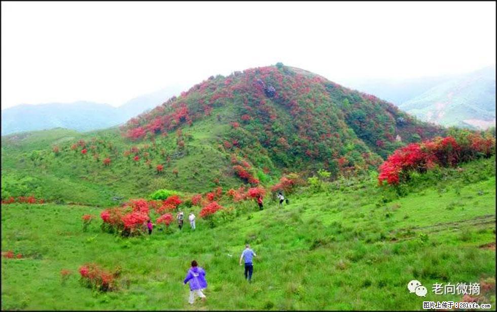 【春天，广西桂林灌阳县向您发出邀请！】宝盖山上映山红 - 游山玩水 - 淮南生活社区 - 淮南28生活网 hn.28life.net