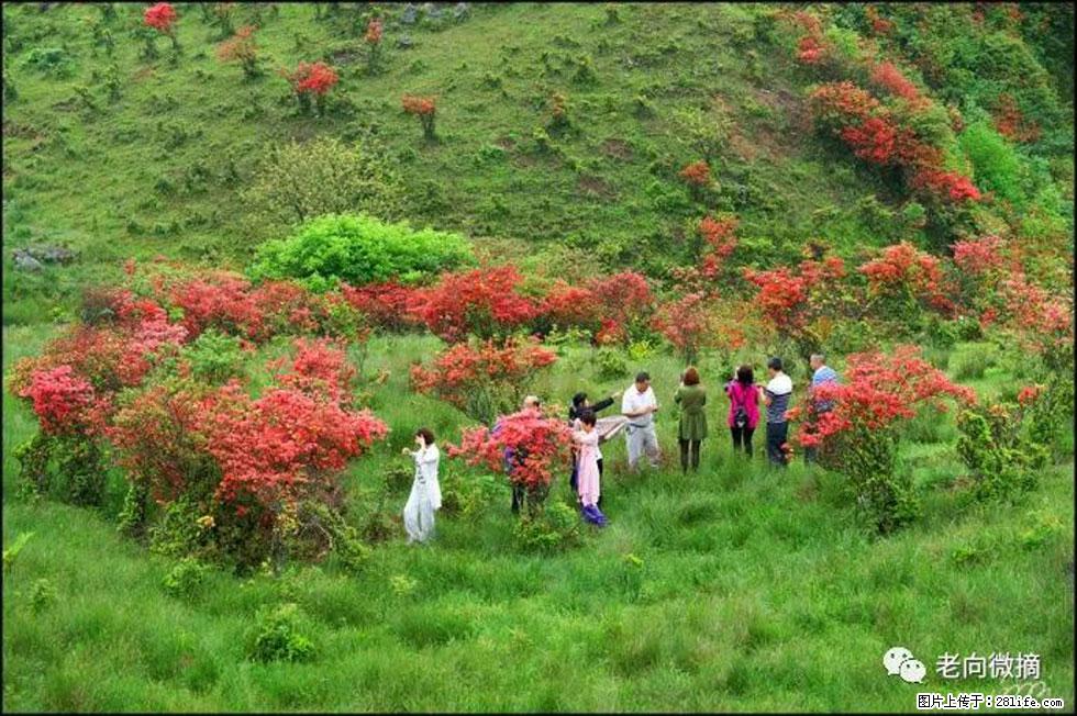 【春天，广西桂林灌阳县向您发出邀请！】宝盖山上映山红 - 游山玩水 - 淮南生活社区 - 淮南28生活网 hn.28life.net