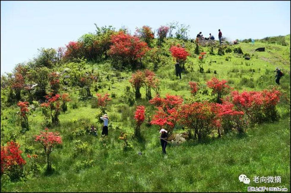 【春天，广西桂林灌阳县向您发出邀请！】宝盖山上映山红 - 游山玩水 - 淮南生活社区 - 淮南28生活网 hn.28life.net
