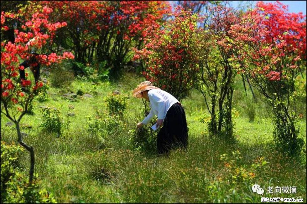 【春天，广西桂林灌阳县向您发出邀请！】宝盖山上映山红 - 游山玩水 - 淮南生活社区 - 淮南28生活网 hn.28life.net