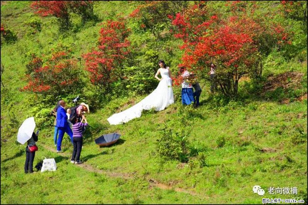 【春天，广西桂林灌阳县向您发出邀请！】宝盖山上映山红 - 游山玩水 - 淮南生活社区 - 淮南28生活网 hn.28life.net