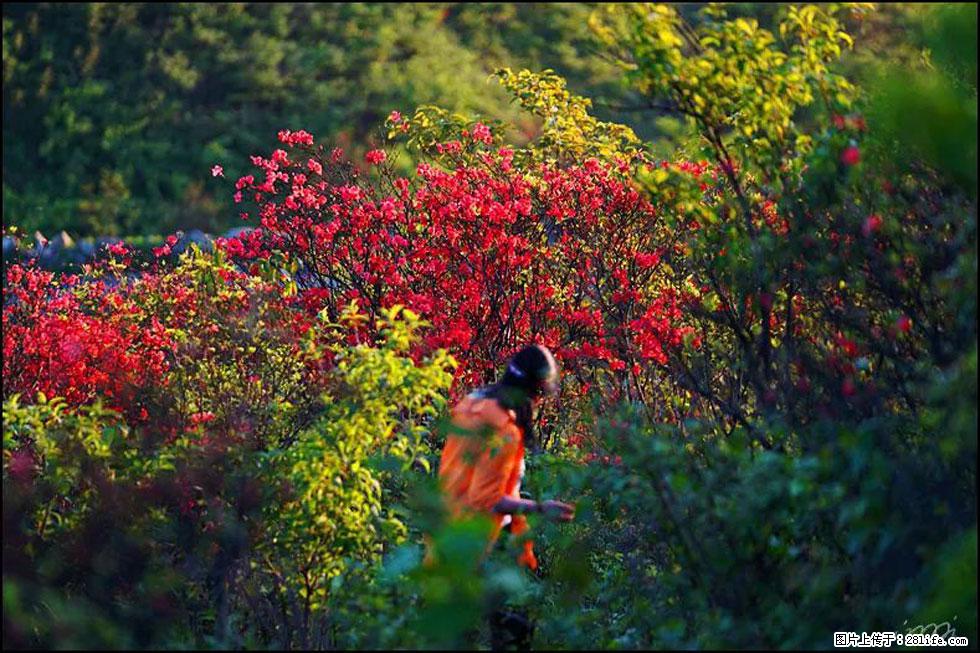 【春天，广西桂林灌阳县向您发出邀请！】春木界上映山红 - 游山玩水 - 淮南生活社区 - 淮南28生活网 hn.28life.net