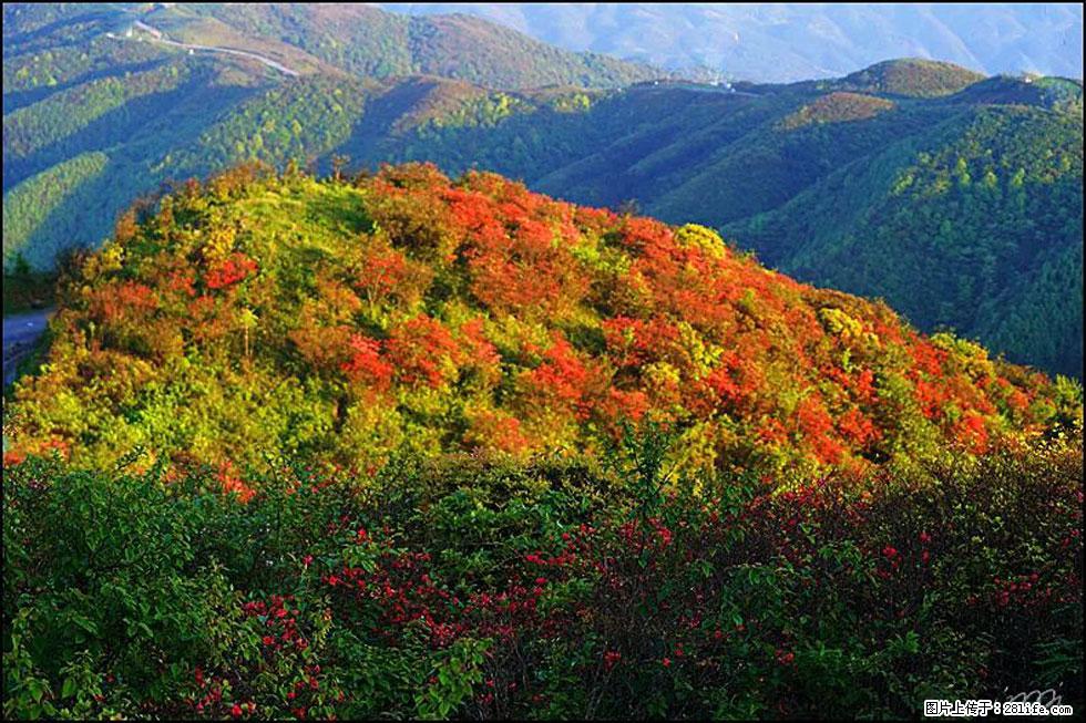 【春天，广西桂林灌阳县向您发出邀请！】春木界上映山红 - 游山玩水 - 淮南生活社区 - 淮南28生活网 hn.28life.net