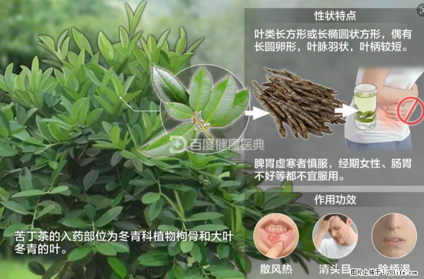 苦丁茶有哪些功效和作用 - 生活百科 - 淮南生活社区 - 淮南28生活网 hn.28life.net