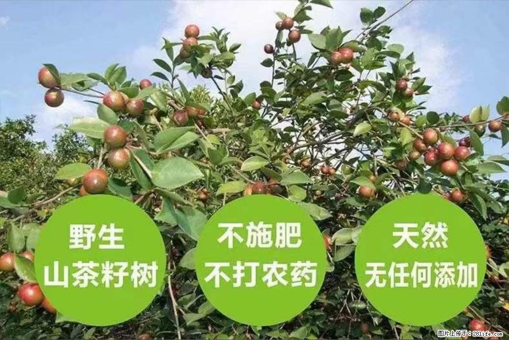 【灌阳县油茶产业示范区】一个有着充实的精神生活的人，对待身外之物自会有一种淡泊的态度 - 美食天地 - 淮南生活社区 - 淮南28生活网 hn.28life.net