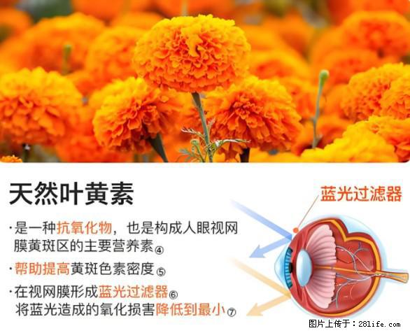 叶黄素有什么功效和作用 - 生活百科 - 淮南生活社区 - 淮南28生活网 hn.28life.net