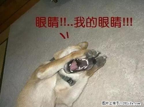 笑癫了！一女的怀孕三年未生，他终于忍不住了... - 娱乐八卦 - 淮南生活社区 - 淮南28生活网 hn.28life.net