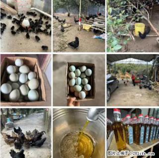 油茶园从小鸡仔开始养起的纯土鸡、土鸡蛋可以预定啦！还有前几天刚榨的纯山茶油哦 - 淮南28生活网 hn.28life.net