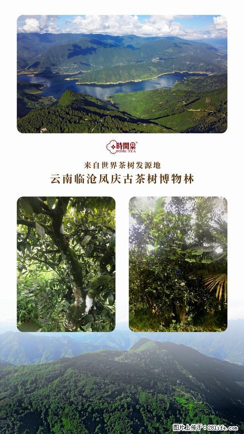 时间果百年古树2025年春红茶 - 购物交流 - 淮南生活社区 - 淮南28生活网 hn.28life.net