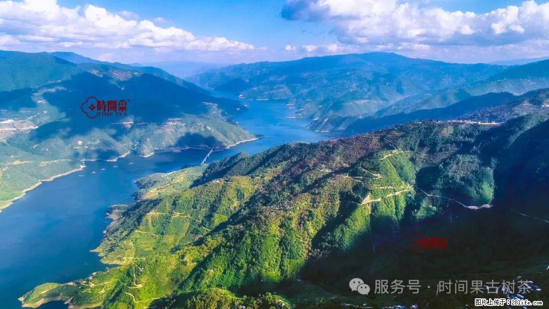时间果百年古树龙珠普洱生茶 - 购物交流 - 淮南生活社区 - 淮南28生活网 hn.28life.net
