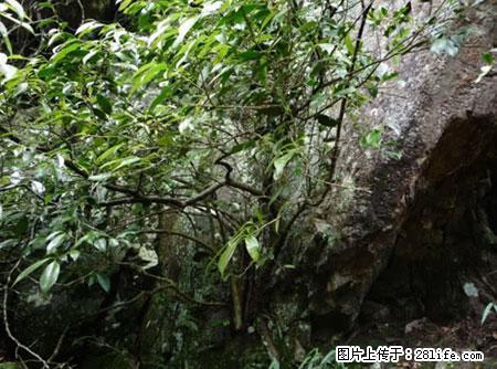 平乐石崖茶，珍贵仅次于金花茶 - 淮南生活资讯 - 淮南28生活网 hn.28life.net