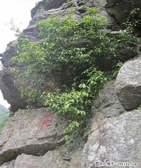 平乐石崖茶，珍贵仅次于金花茶 - 淮南生活资讯 - 淮南28生活网 hn.28life.net