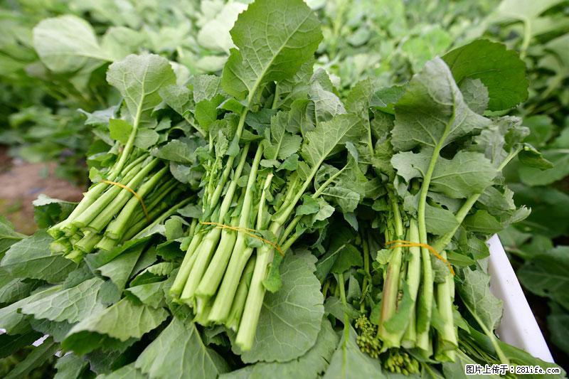 这些蔬菜是“天然钙片”，这6种被医生重点推荐 - 淮南生活资讯 - 淮南28生活网 hn.28life.net